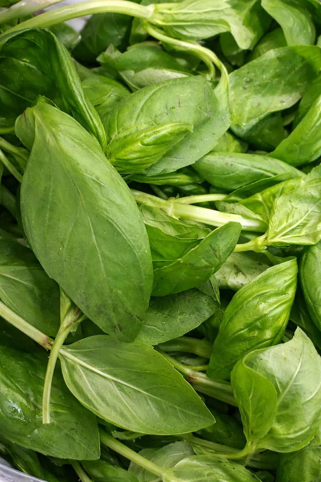 הבזיליקום